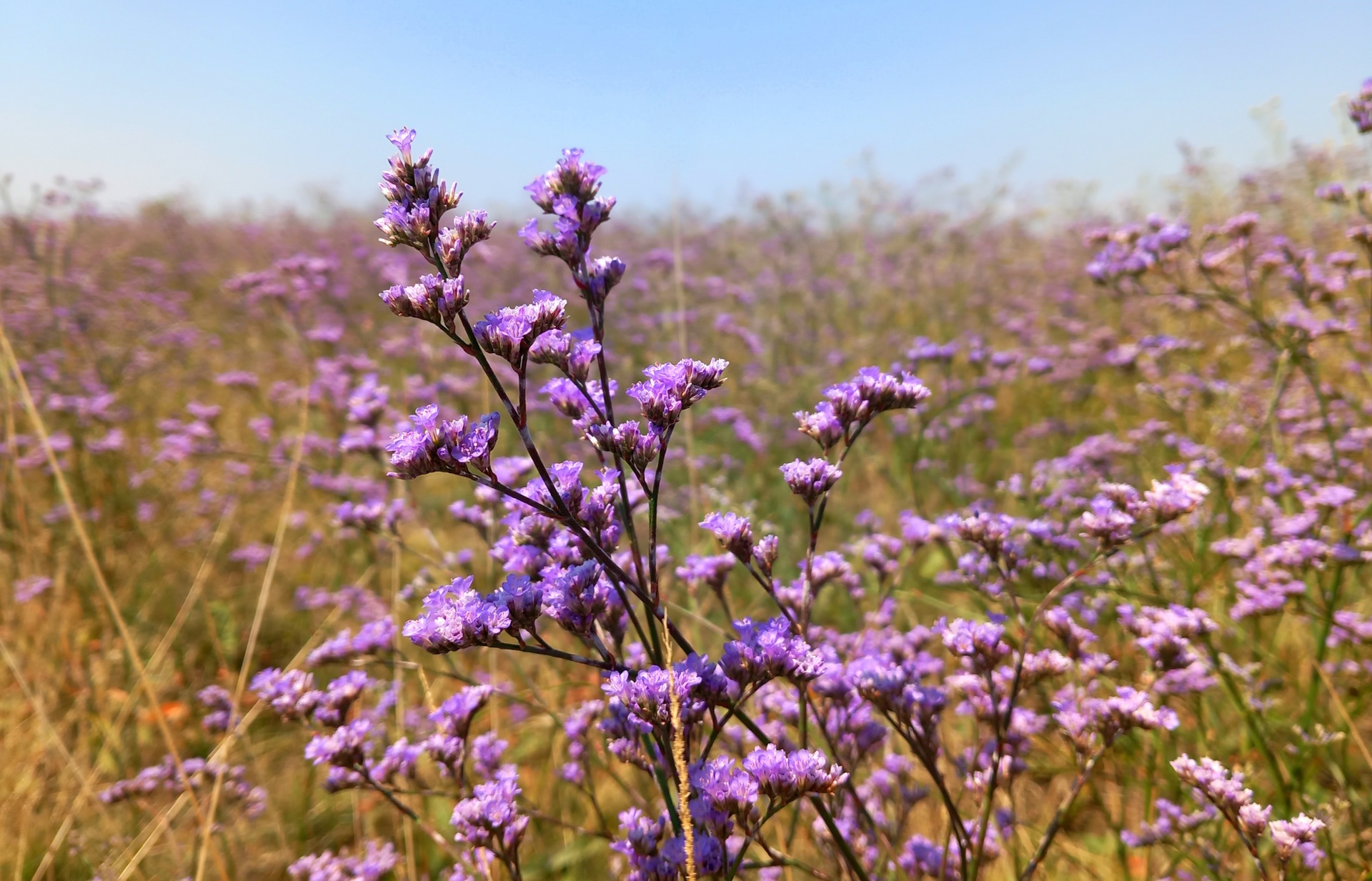 Gál Renáta-Sóvirág-2.jpg